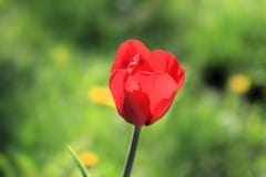 Bright flower and such a different background stock photography Bright flower and such a different background stock photography