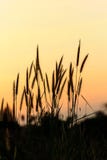 Bright golden grass flower beside railroad in sunset. Light Royalty Free Stock Image Bright golden grass flower beside railroad in sunset. Light Royalty Free Stock Image