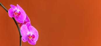 Beautiful phalaenopsis or moth orchids background royalty free stock photo Beautiful phalaenopsis or moth orchids background royalty free stock photo