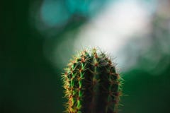 Bright green cactus with big orange needles royalty free stock photos Bright green cactus with big orange needles royalty free stock photos