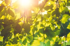 Bright green leaves on the branches in the autumn forest royalty free stock image Bright green leaves on the branches in the autumn forest royalty free stock image