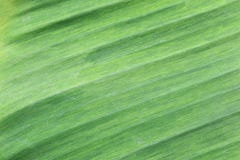 Bright Green Surface Of Banana Leaves. Stock Image