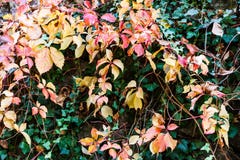 Bright green, yellow and red autumn foliage in Lluc botanical garden, Majorca stock image Bright green, yellow and red autumn foliage in Lluc botanical garden, Majorca stock image