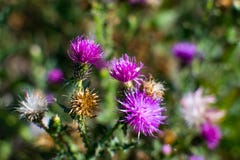 Bright and juicy flowers in the fields royalty free stock photos Bright and juicy flowers in the fields royalty free stock photos