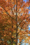 Bright orange Aspen leaves with small sunburst royalty free stock photo Bright orange Aspen leaves with small sunburst royalty free stock photo