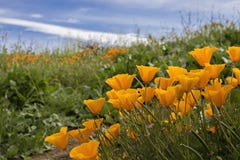 Bright Orange California Poppies in Green Field under Blue Sky royalty free stock photo Bright Orange California Poppies in Green Field under Blue Sky royalty free stock photo