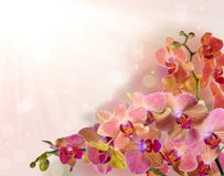 Bright Orchid Flowers With Pink Strips On Bright Background Stock Photo