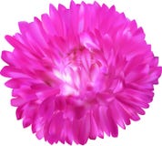 Bright Pink Aster Flower Isolated On White Royalty Free Stock Photos