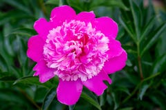 Bright pink flower of a pion in a garden close up_ royalty free stock image Bright pink flower of a pion in a garden close up_ royalty free stock image