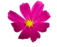 Bright Pink Flower With Yellow Center Royalty Free Stock Photos