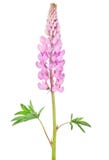 Bright Pink Lupine Flower Isolated On White Stock Photography Bright Pink Lupine Flower Isolated On White Stock Photography