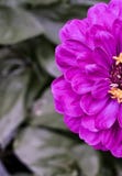 Bright Purple Zinnia Macro Blooming In A Garden Of Green