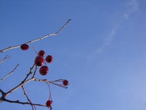 Bright red berries under white snow. Blue sky and bright sun in a winter day stock photo Bright red berries under white snow. Blue sky and bright sun in a winter day stock photo