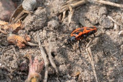 bright red fire bug running over a stone in search of food stock photos bright red fire bug running over a stone in search of food stock photos