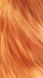 Bright red silk wool cat royalty free stock images Bright red silk wool cat royalty free stock images