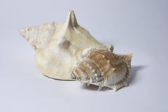 Bright Seashell close up isolated. Ocean sea shell, found on the beach in the summer. royalty free stock photo Bright Seashell close up isolated. Ocean sea shell, found on the beach in the summer. royalty free stock photo