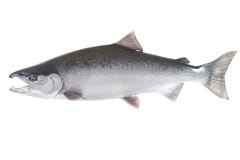 Bright silver Coho salmon isolated on white