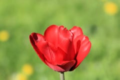 Bright, spring, sunlit tulip on the background of fresh green grass royalty free stock photo Bright, spring, sunlit tulip on the background of fresh green grass royalty free stock photo
