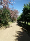 Dusty walking track through the forest Royalty Free Stock Images Dusty walking track through the forest Royalty Free Stock Images