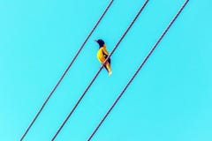Bright tropical yellow bird with black head on the wires. Black-headed oriole, Oriolus xanthornus ceylonensis stock photography Bright tropical yellow bird with black head on the wires. Black-headed oriole, Oriolus xanthornus ceylonensis stock photography