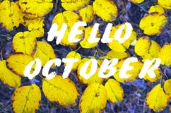 Bright yellow autumn leaves as a background. Autumnal background with hand lettering Hello October.Autumn concept. royalty free stock photography Bright yellow autumn leaves as a background. Autumnal background with hand lettering Hello October.Autumn concept. royalty free stock photography