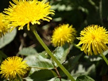 Bright yellow dandelions stretch to sunlight. royalty free stock photography Bright yellow dandelions stretch to sunlight. royalty free stock photography
