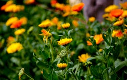 Bright yellow flowers royalty free stock image Bright yellow flowers royalty free stock image
