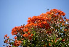 Brilliant Blossoms Of Eucalyptus Ficifolia West Australian Scarlet Flowering Gum Tree In Early Summer. Royalty Free Stock Image Brilliant Blossoms Of Eucalyptus Ficifolia West Australian Scarlet Flowering Gum Tree In Early Summer. Royalty Free Stock Image