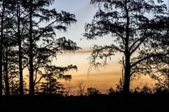 Sunset through the trees of the swamps stock photography Sunset through the trees of the swamps stock photography