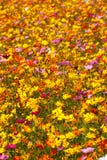 Brilliant Yellow And Pink Roadside Wildflowers Stock Image