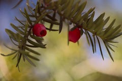 Brin de baccata ordinaire de Taxus d'if avec les cônes rouges de fruits photos libres de droits Brin de baccata ordinaire de Taxus d'if avec les cônes rouges de fruits photos libres de droits