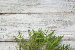 Brindilles de Thuja sur le fond en bois avec l'espace de copie image libre de droits Brindilles de Thuja sur le fond en bois avec l'espace de copie image libre de droits
