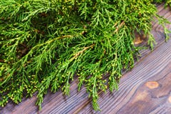 Brindilles de Thuja sur le fond en bois avec la neige et le bokeh, l'espace de copie images libres de droits Brindilles de Thuja sur le fond en bois avec la neige et le bokeh, l'espace de copie images libres de droits