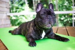 brindle французский бульдог лежа на ковре йоги на террасе летом, собаках представляет стоковые изображения rf brindle французский бульдог лежа на ковре йоги на террасе летом, собаках представляет стоковые изображения rf