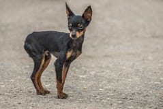 Brinquedo Terrier preto Imagens de Stock Royalty Free Brinquedo Terrier preto Imagens de Stock Royalty Free