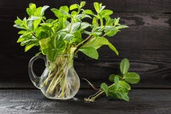 Brins frais de menthe dans une cruche photos stock Brins frais de menthe dans une cruche photos stock