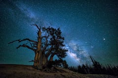 Bristlecone pine, Milkyway galaxy, Utah Stock Images Bristlecone pine, Milkyway galaxy, Utah Stock Images