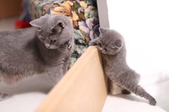 Britisch Kurzhaar-Mutter, die mit ihren Babys spielt lizenzfreie stockfotografie Britisch Kurzhaar-Mutter, die mit ihren Babys spielt lizenzfreie stockfotografie
