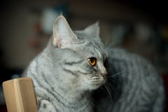 Britische Katze stockbild Britische Katze stockbild