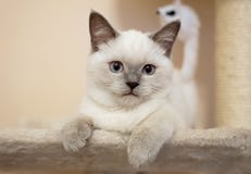 British Cat Color Blue Point Stock Image Image Of Portrait Bluepoint British Cat Color Blue Point Stock Image Image Of Portrait Bluepoint