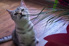 British cat`s beautiful look royalty free stock images British cat`s beautiful look royalty free stock images