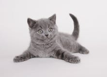 british figlarki shorthair Fotografia Stock british figlarki shorthair Fotografia Stock