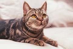 British Short hair cat breed with honey eyes stock photo British Short hair cat breed with honey eyes stock photo