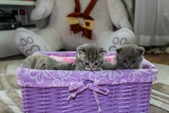 Britse pluizige katjes die in de mand zitten stock fotografie Britse pluizige katjes die in de mand zitten stock fotografie