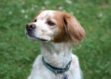 brittany spaniel zdjęcia stock brittany spaniel zdjęcia stock