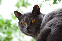 Brittisk shorthairhankatt med gula ögon arkivbild Brittisk shorthairhankatt med gula ögon arkivbild