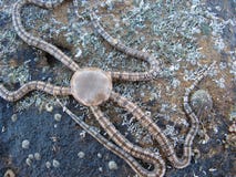 Brittle Star Starfish Seastar Royalty Free Stock Photography Brittle Star Starfish Seastar Royalty Free Stock Photography
