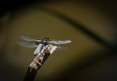 A broad-bodied chaser dragonfly resting on a twig stock photo A broad-bodied chaser dragonfly resting on a twig stock photo