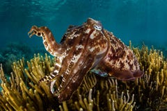 Broadclub Cuttlefish in Komodo National Park royalty free stock photo Broadclub Cuttlefish in Komodo National Park royalty free stock photo