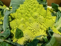 Broccoflower - Romanesco green cauliflower. Good Fibonacci spiral effect. Selective focus royalty free stock image Broccoflower - Romanesco green cauliflower. Good Fibonacci spiral effect. Selective focus royalty free stock image